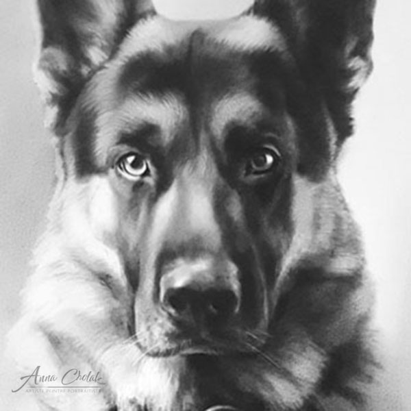 Portrait de chien - berger allemand