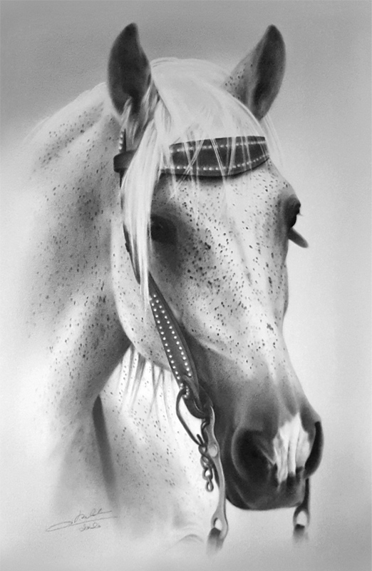 Portrait de cheval blanc avec des petites taches noires, porte un bridon.