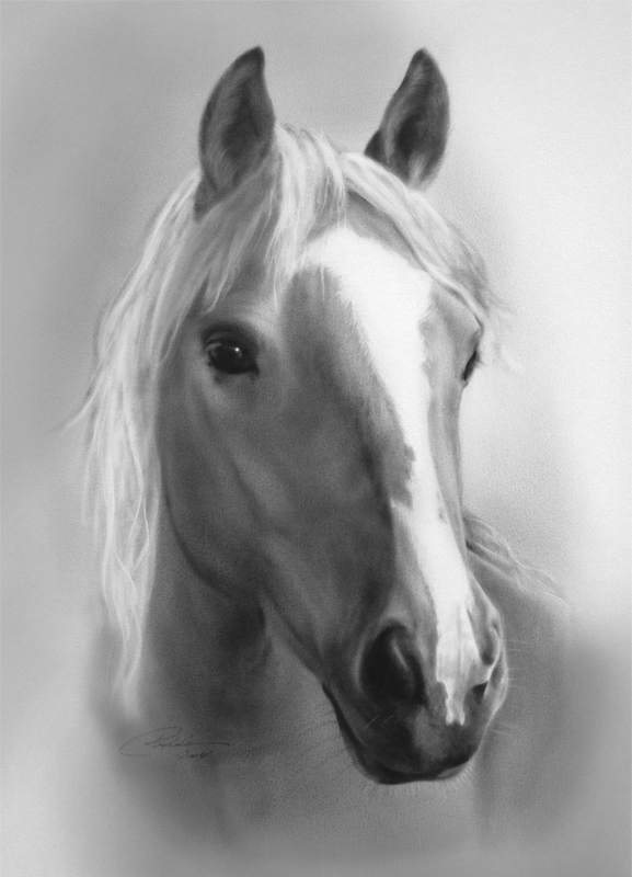 Portrait de cheval, robe claire, longue tache blanche sur la tête.