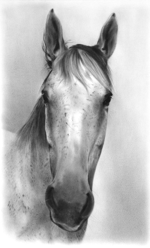 Portrait de cheval gris clair avec des petites taches sur la tête
