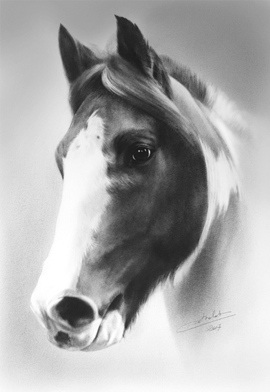 Portrait de cheval bicolore avec une longue tache blanche sur la tête.