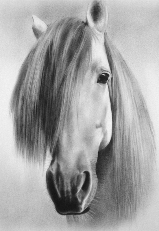 Portrait de cheval claire avec une longue crinière.