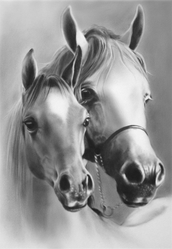 Portrait de deux chevaux, une jument avec son poulain.